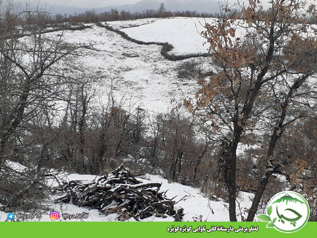 لەناو بردنی دارستانەکانی ئاوایی گوێزەکوێرە