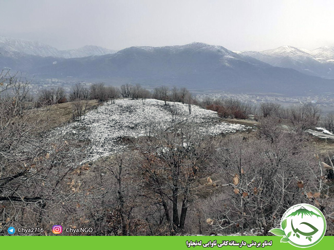 لەناو بردنی دارستانەکانی ئاوایی لەنجاوا