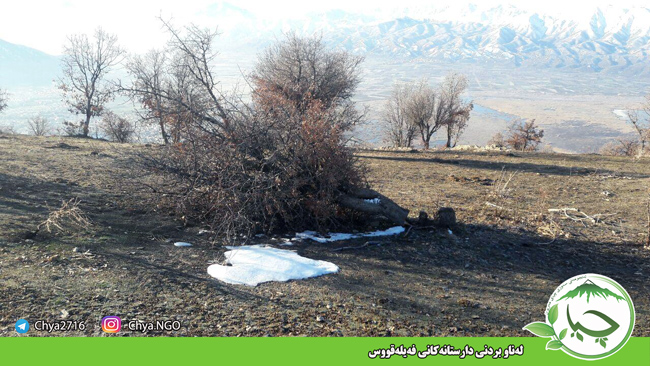لەناو بردنی دارستانەکانی فەیلەقووس