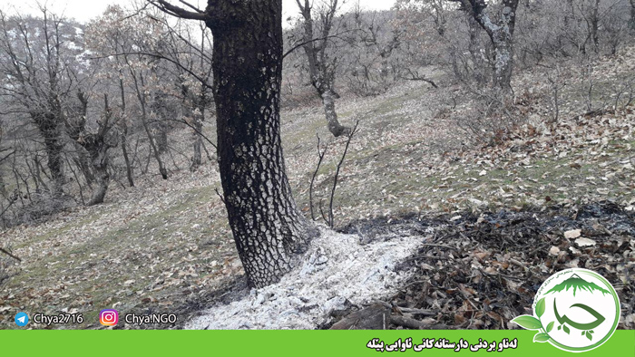 لەناو بردنی دارستانەکانی ئاوایی پێلە