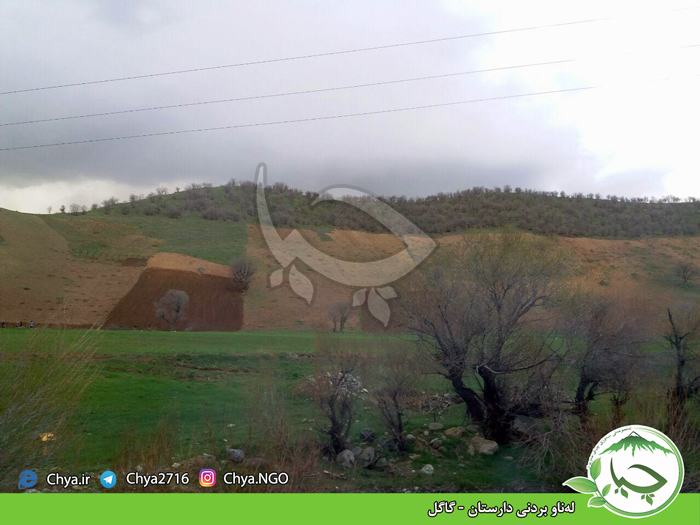 لەناو بردنی دارستان – گاگل